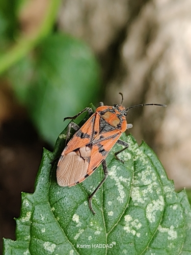 Indian Milkweed Bug