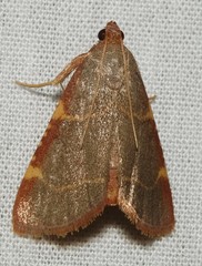 Hypsopygia binodulalis