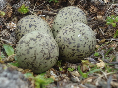 Rufous-Bellied Seedsnipe photo 3