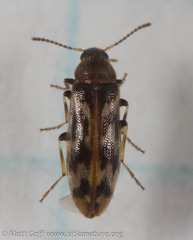 Prothalpia holmbergi
