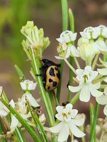 Swamp Milkweed Leaf Beetle
