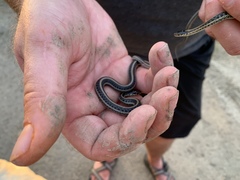 Thamnophis radix