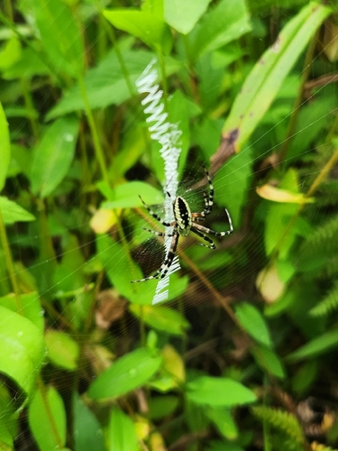 Yellow Garden Spider