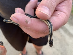 Thamnophis radix