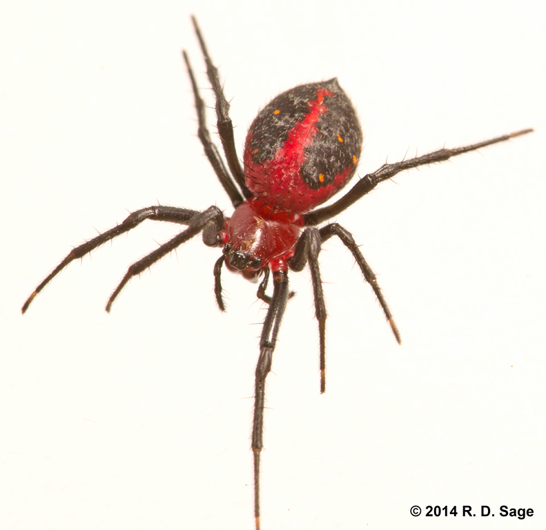 Alpaida carminea