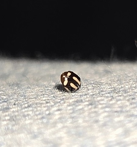 Small Pied Lady Beetles