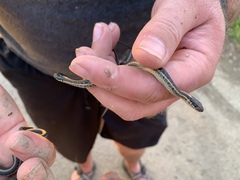 Thamnophis radix