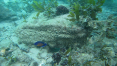 Centropyge bispinosa