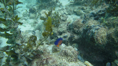 Centropyge bispinosa