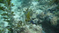 Centropyge bispinosa