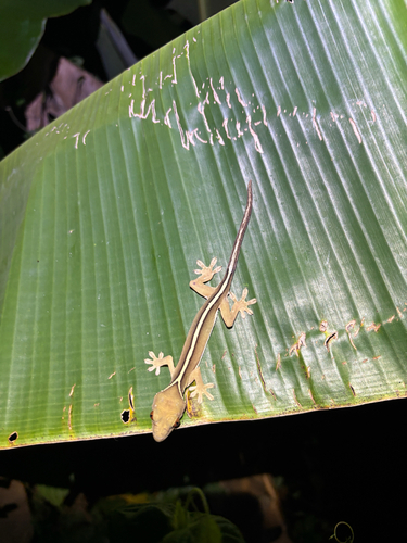 Gekko vittatus observed 2026-07-18