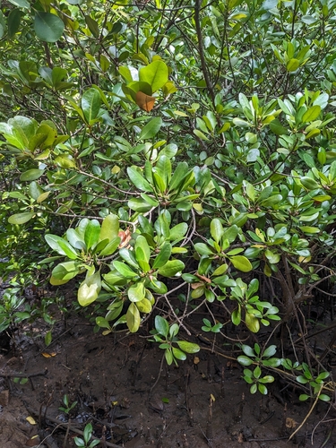 Ceriops tagal, photograph 3