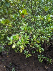 Ceriops tagal, photograph (c) Nina Kerr, some rights reserved (CC BY)