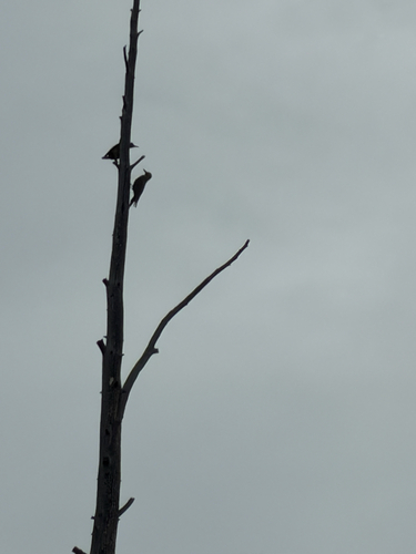 iNaturalist observation photo of Williamson's Sapsucker