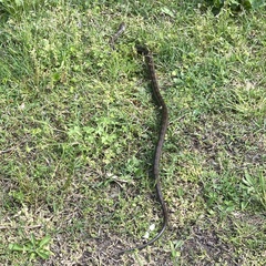 Pantherophis alleghaniensis