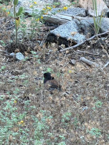 iNaturalist observation photo of Dark-eyed Junco