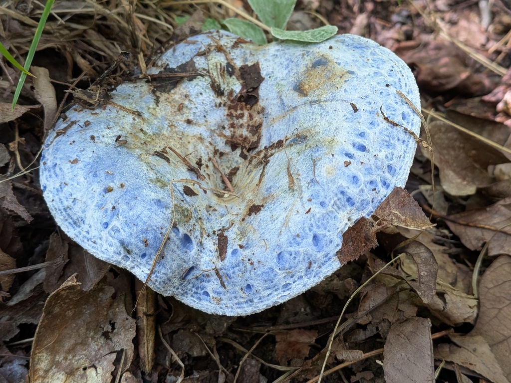 indigo milk cap · July 2026 · photo: Photo: no rights reserved · iNaturalist