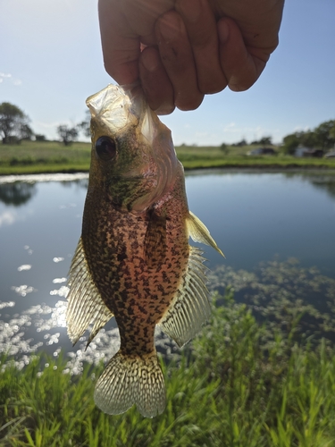 Black Crappie