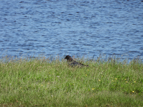 American Crow