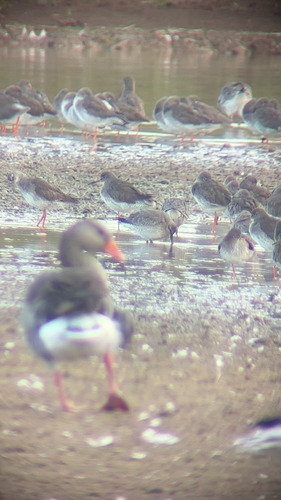 iNaturalist image