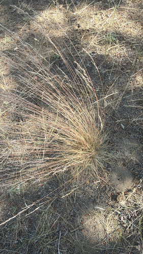 Festuca idahoensis observed 2026-07-18