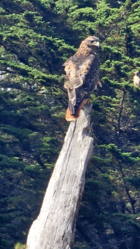 Red-tailed Hawk observed by spoodmum