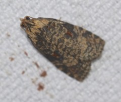Cryptoptila australana