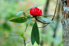 Rhododendron arboreum
