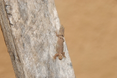 Sphaerodactylus glaucus