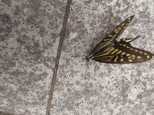 Chinese Yellow Swallowtail