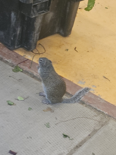 Franklin's Ground Squirrel observed by breeannphillips