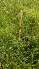 Equisetum palustre