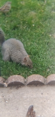 Sciurus carolinensis