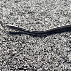 Pantherophis alleghaniensis