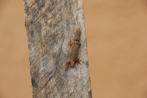 Sphaerodactylus glaucus