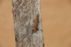 Sphaerodactylus glaucus