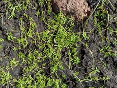 Callitriche marginata