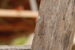 Sphaerodactylus glaucus