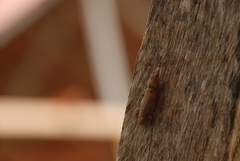 Sphaerodactylus glaucus