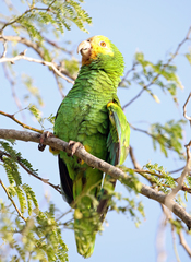 Amazona barbadensis