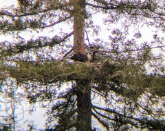 Haliaeetus leucocephalus