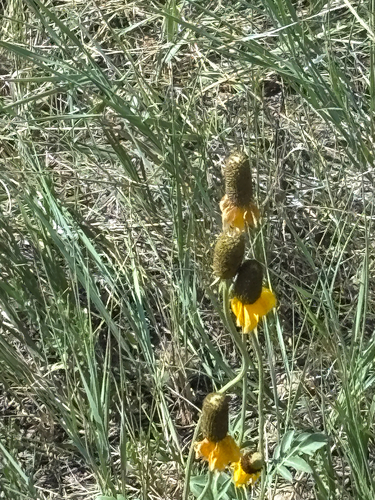 upright prairie coneflower