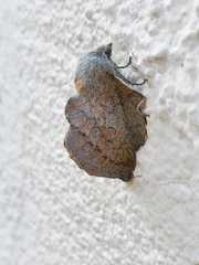 Phyllodesma americana