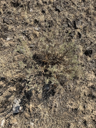 Artemisia rigida, photograph 4