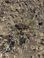 Artemisia rigida, photograph (c) James H. Thomas, some rights reserved (CC BY)