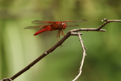 Neon Skimmer photo 6