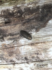Buprestis striata