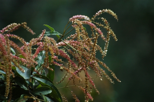 Terminalia myriocarpa
