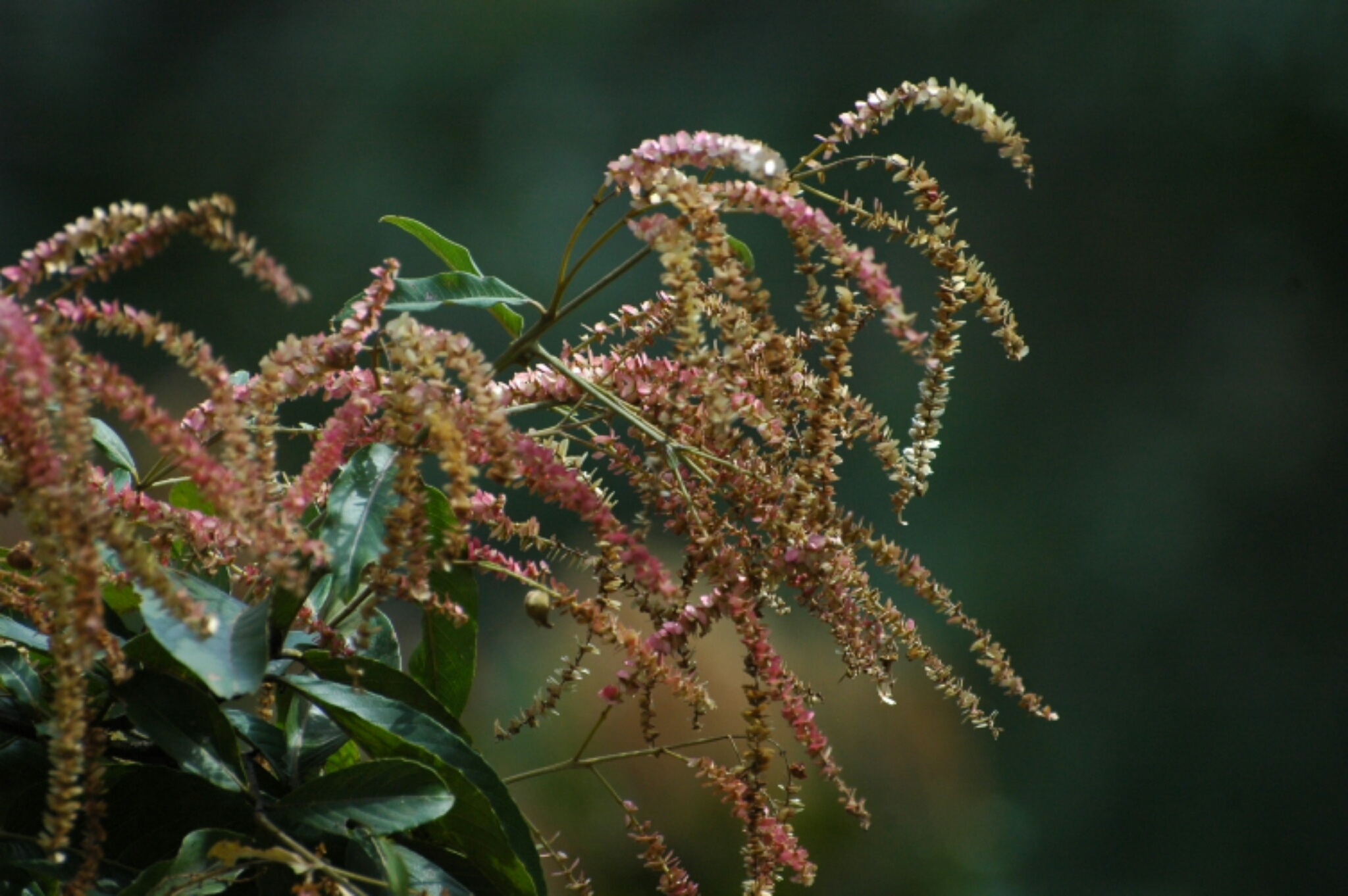 Terminalia myriocarpa