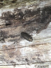 Buprestis striata